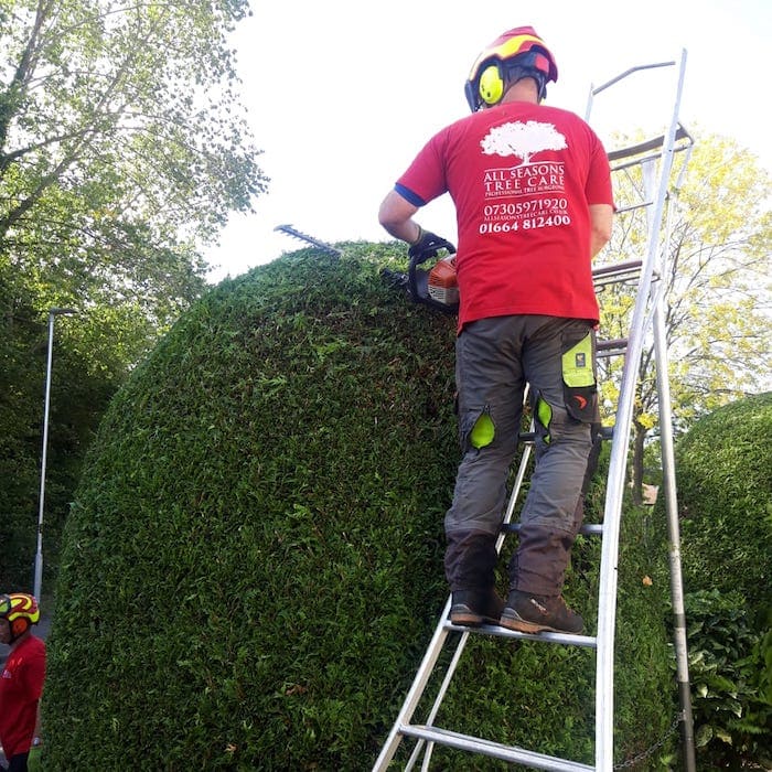 Photo of a man trimming a large rounded hedge