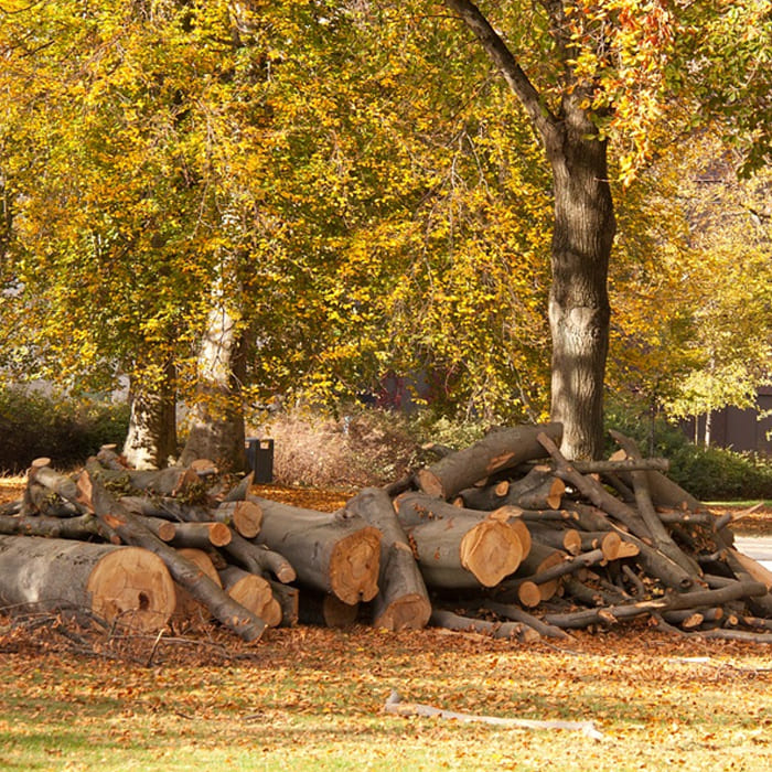 Photo of a pile of felled trees in an autumnal setting