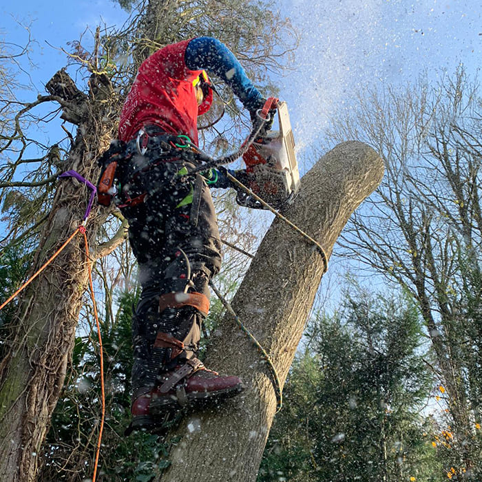 Photo of a man performing a tree crown reduction